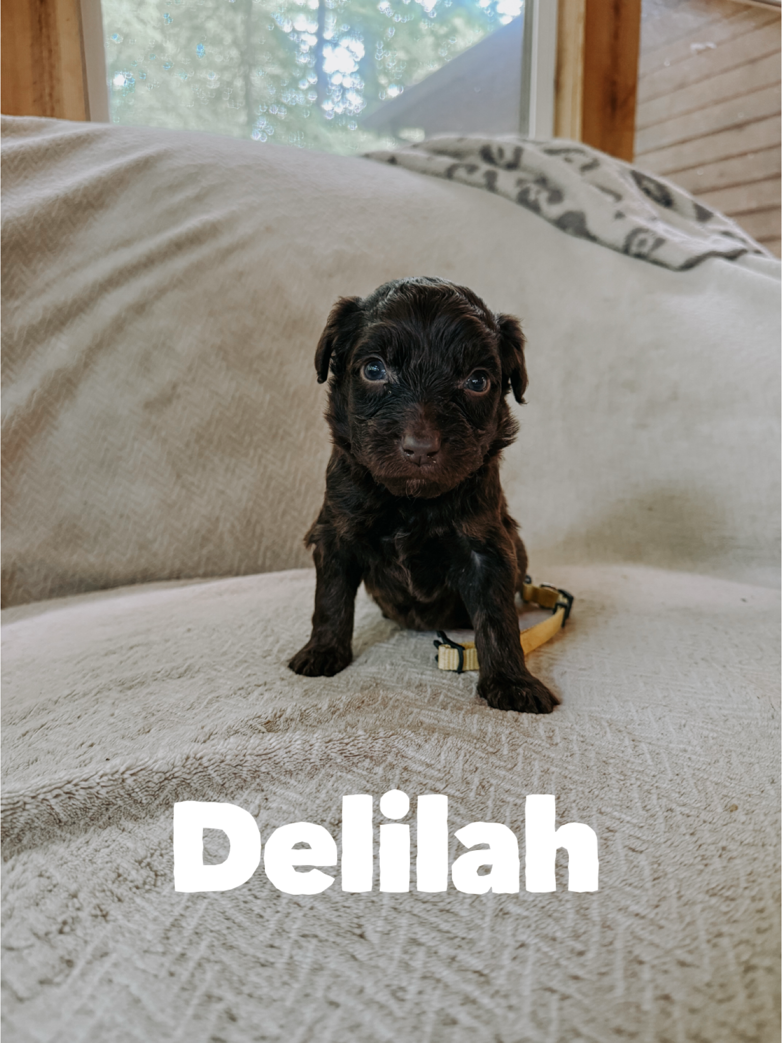 Delilah 1